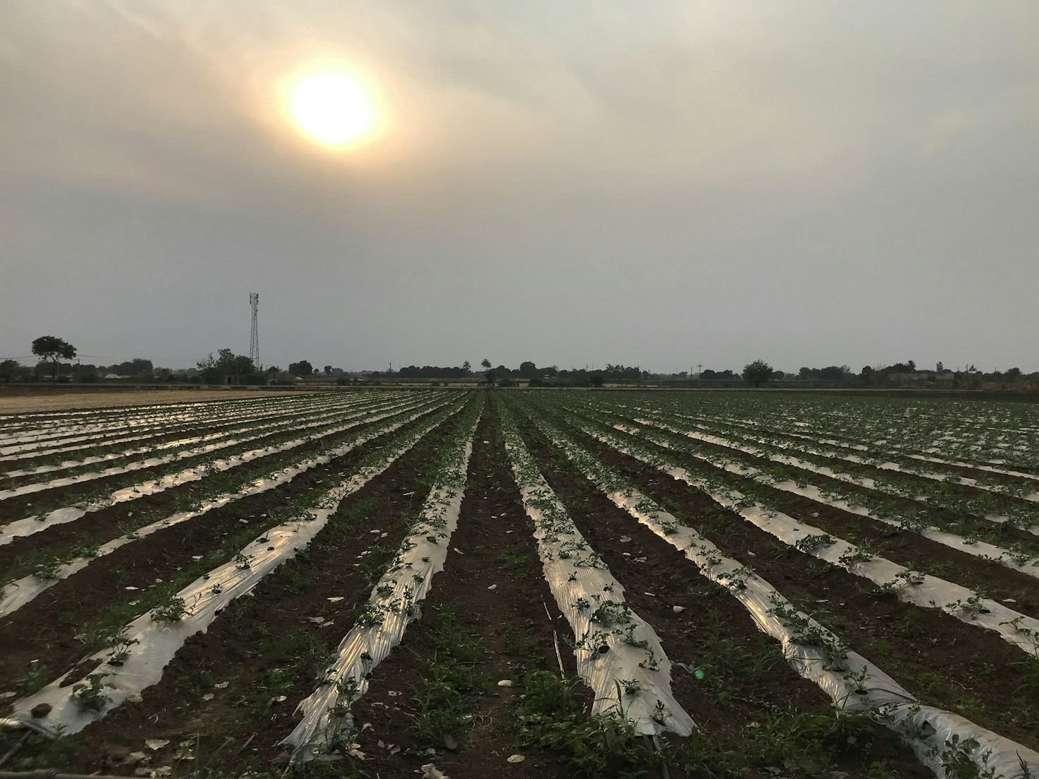 Desvendando o segredo da alta produtividade em melancias