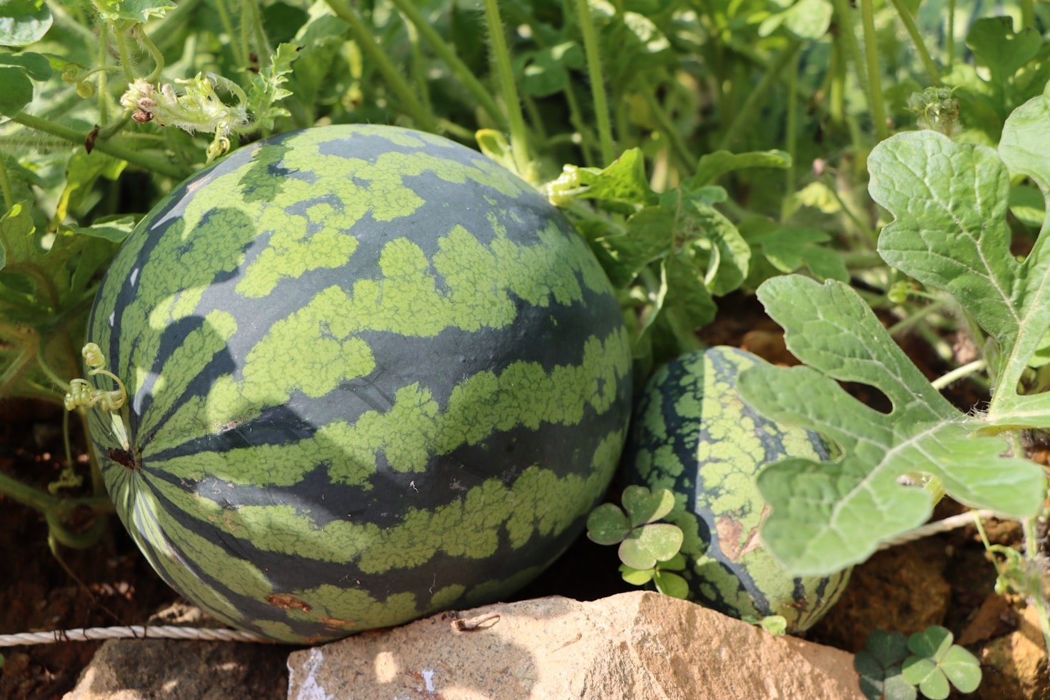 Métodos práticos para otimizar a fertilização de melancias